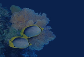 Red Sea diving - diving egypt- diving sharm el sheikh -south sinai- sharm el sheikh-diving sharm -diver awards