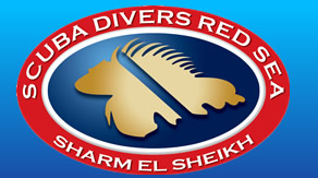 Scuba Divers Red Sea